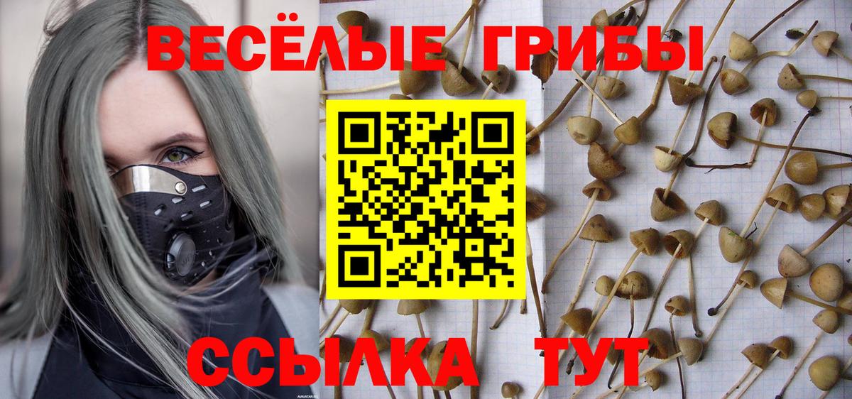 Алексин  Галлюциногенные грибы Psilocybine cubensis  Галлюциногенные грибы мицелий  Вход с VPN 